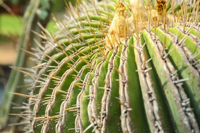 Photo of Closeup viewbeautiful cactus on sunny day. Tropical plant