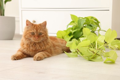 Photo of Adorable cat near green houseplant on floor at home