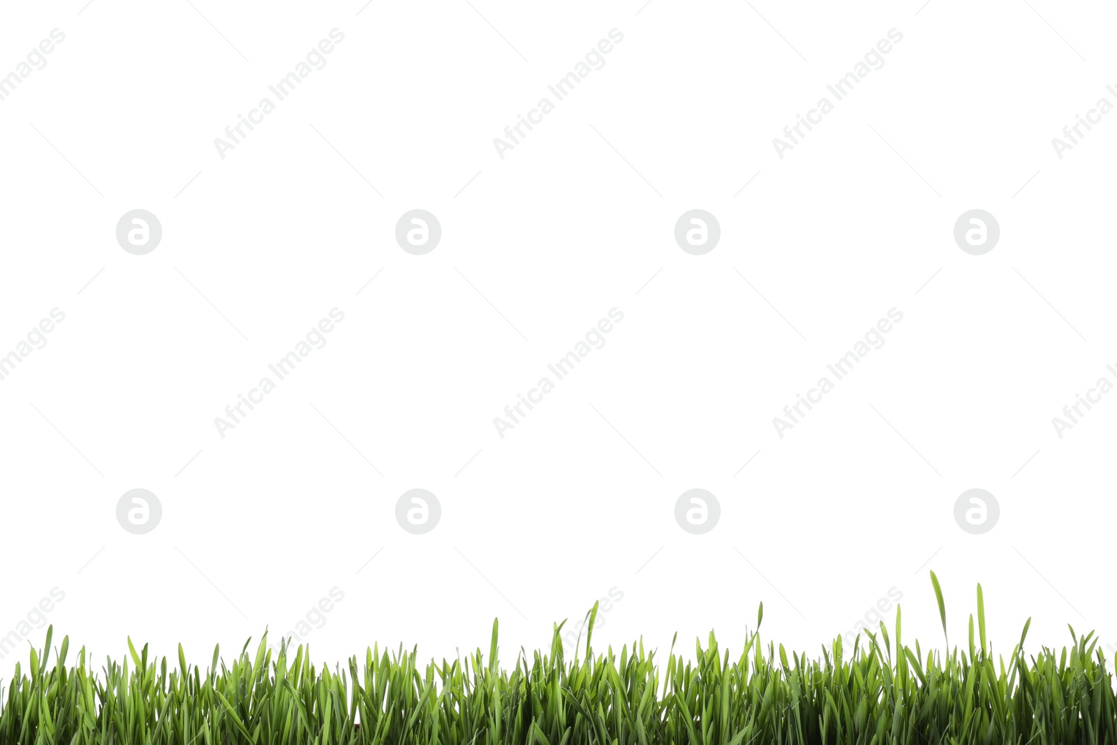 Photo of Fresh green grass isolated on white. Spring season