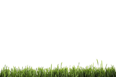 Fresh green grass isolated on white. Spring season