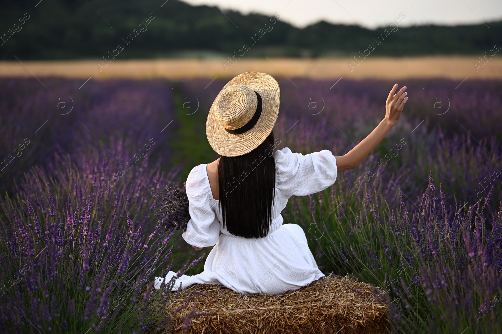 Photo of Woman sitting on hay bale in lavender field, back view