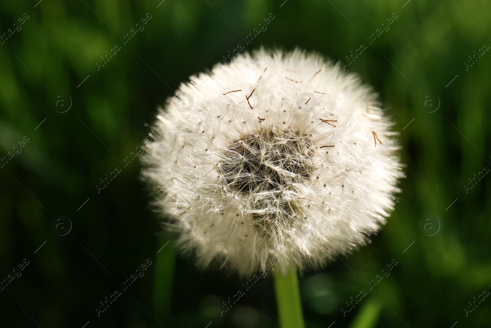 Photo of Beautiful fluffy dandelion on sunny day, closeup view