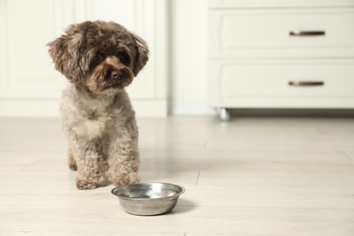 Photo of Cute Maltipoo dog near feeding bowl in kitchen, space for text. Lovely pet