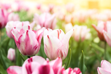 Beautiful blooming tulips outdoors on spring day