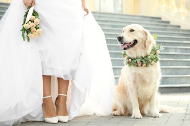 Photo of Bride and adorable Golden Retriever wearing wreath made of beautiful flowers outdoors, closeup