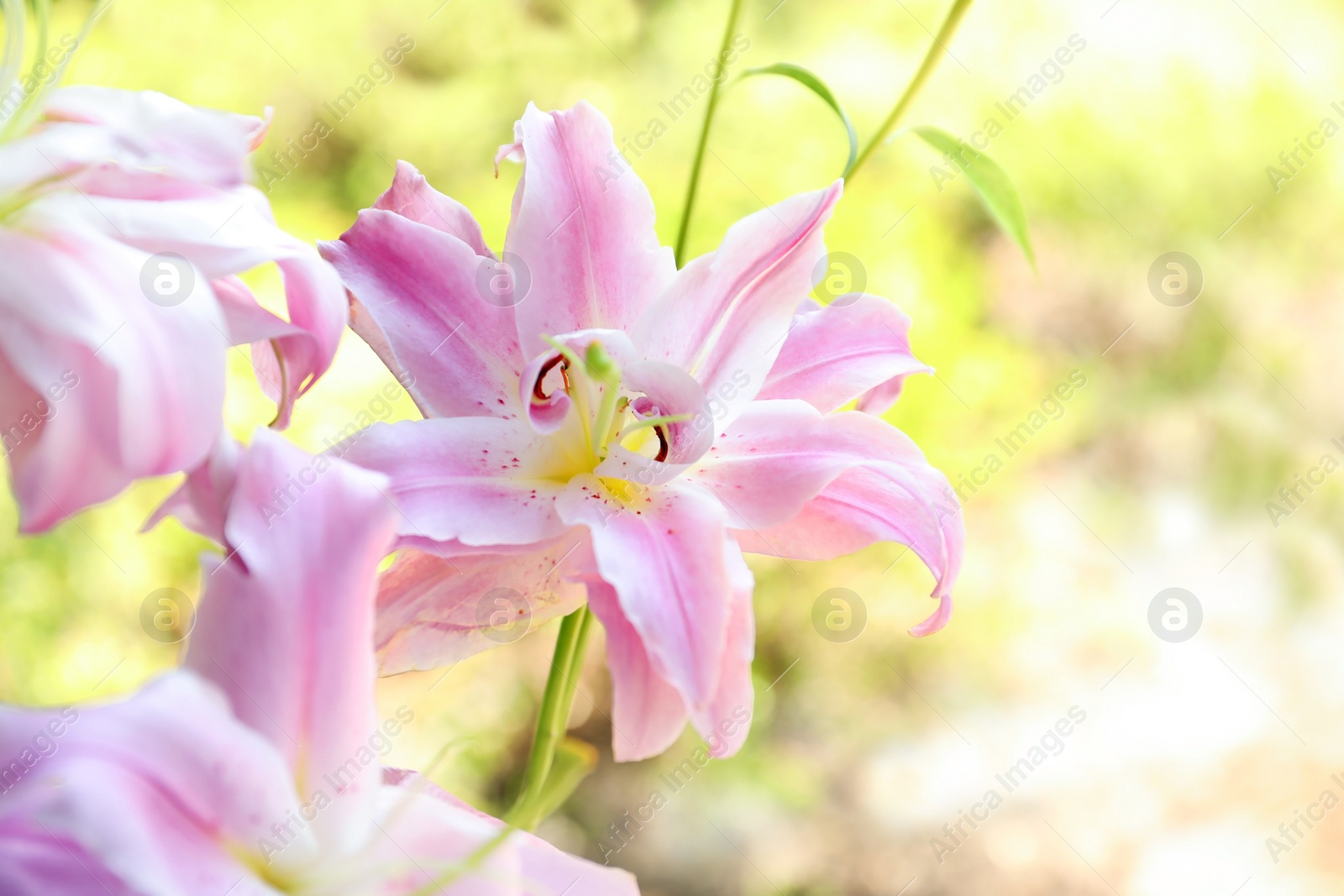 Photo of Beautiful blooming lily flowers in garden, closeup