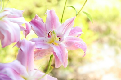 Beautiful blooming lily flowers in garden, closeup