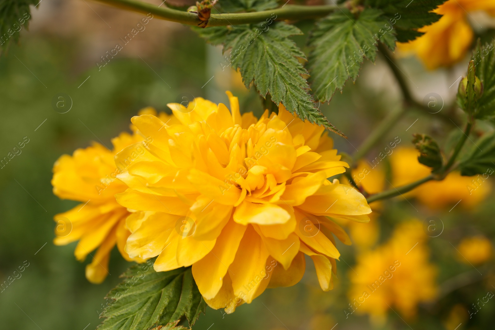 Photo of Closeup view of beautiful blooming kerria japonica bush with yellow flowers outdoors on spring day