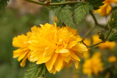 Closeup view of beautiful blooming kerria japonica bush with yellow flowers outdoors on spring day