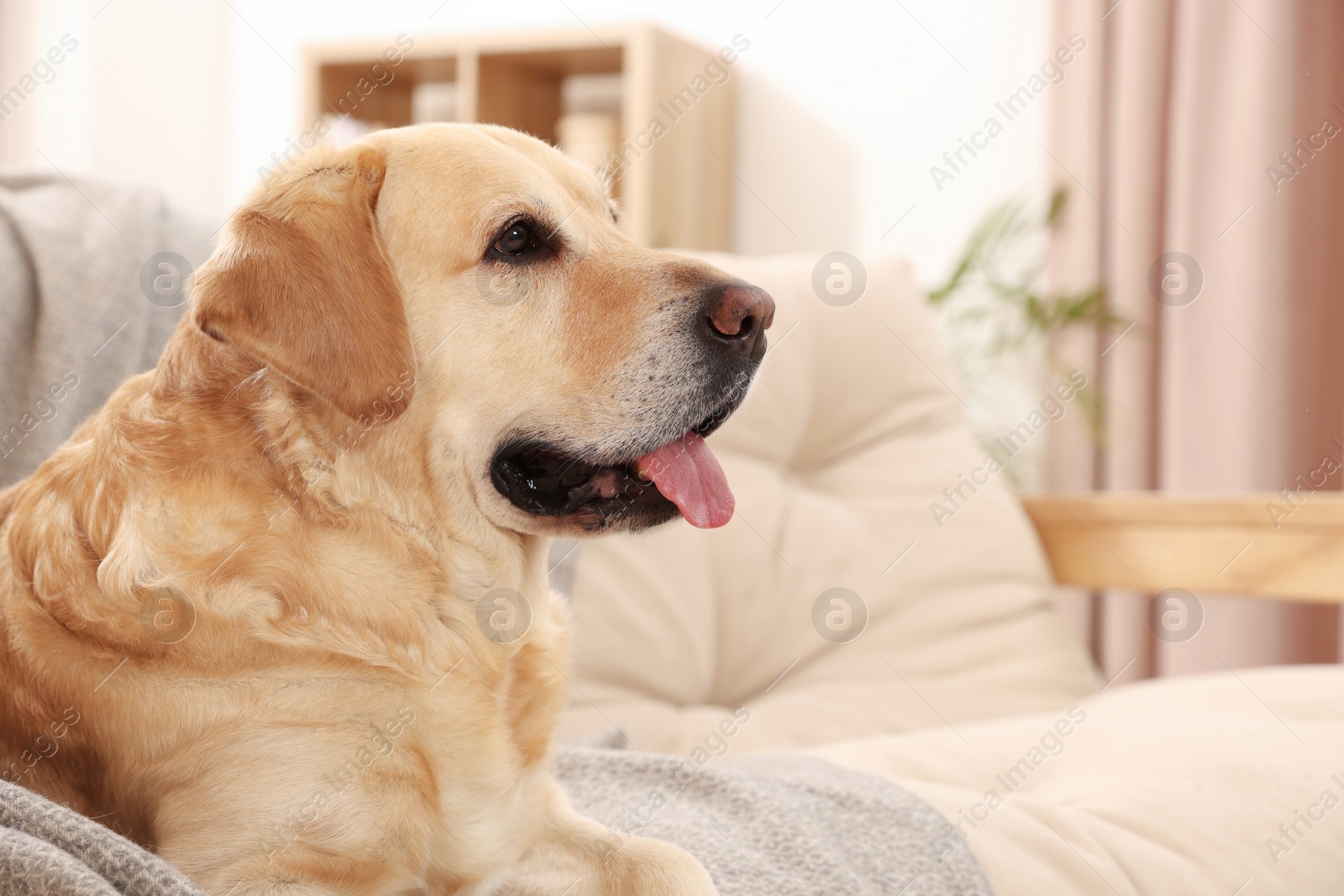 Photo of Cute Golden Labrador Retriever on couch in living room