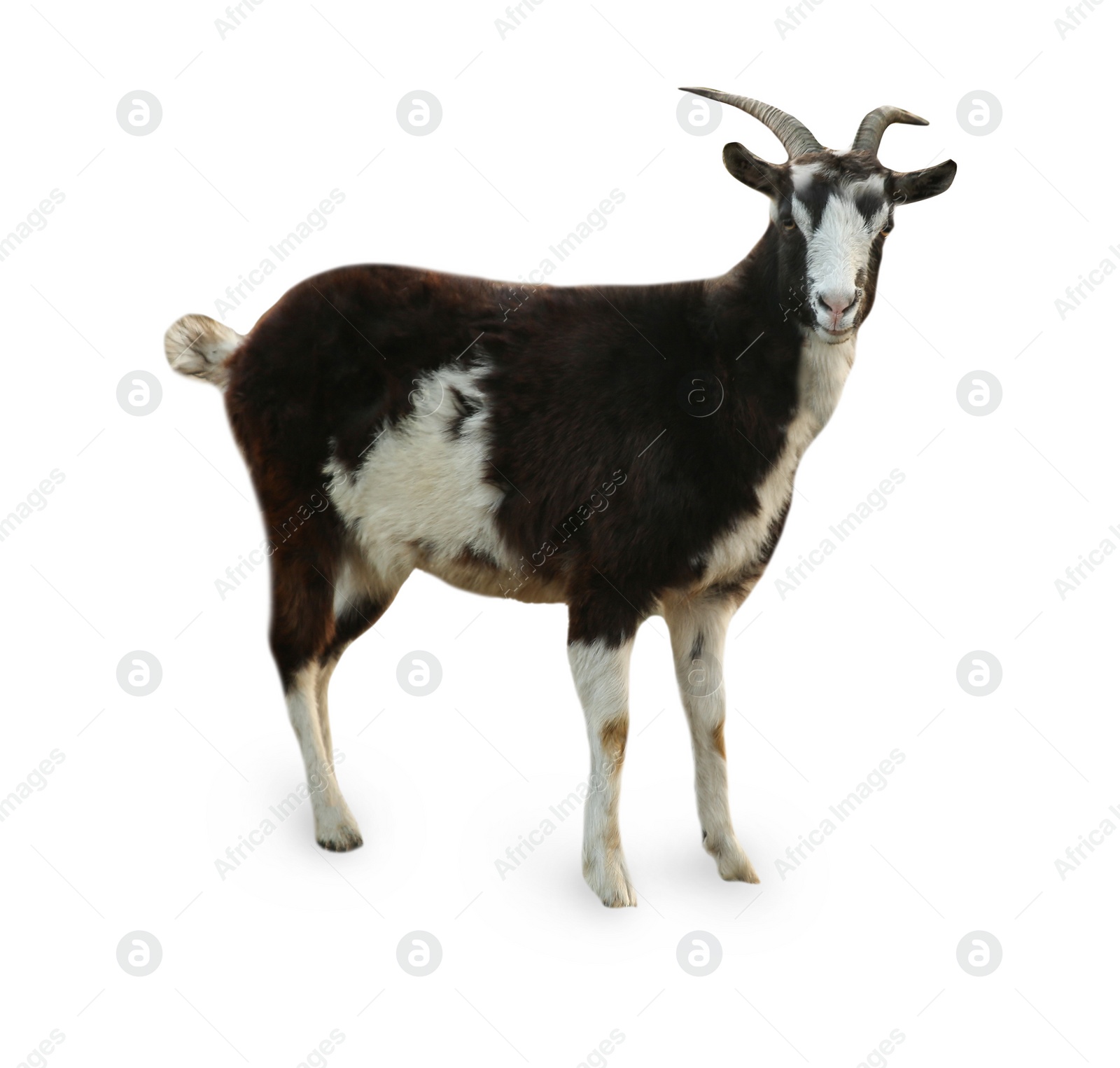 Image of Beautiful goat isolated on white. Farm animal