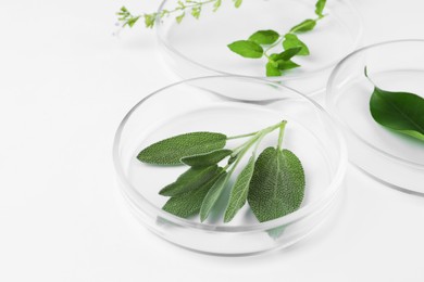 Photo of Petri dishes with different plants on white background, closeup