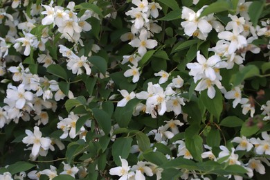 Photo of Beautiful blooming jasmine shrub with white flowers outdoors