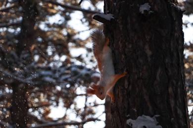 Cute squirrel on pine tree in winter forest