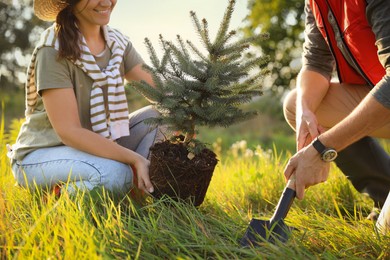 Photo of Couple planting conifer tree in meadow on sunny day, closeup