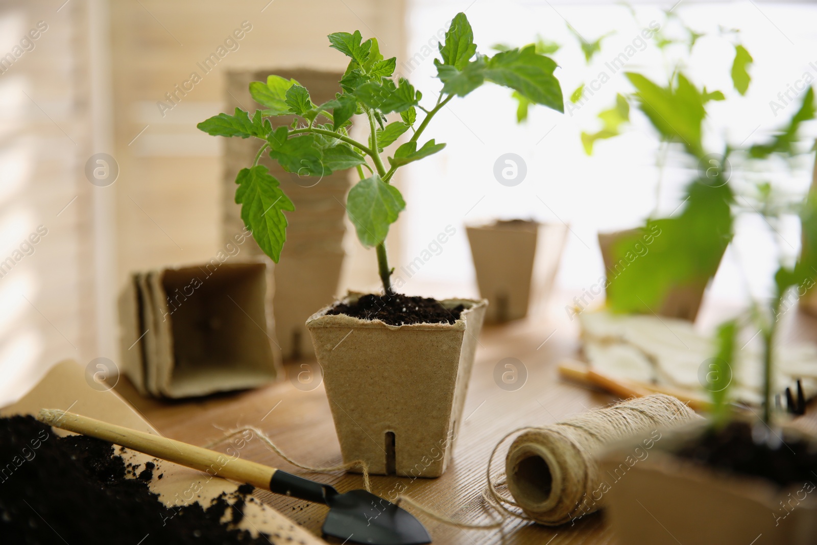 Photo of Soil, gardening trowel, rope and green tomato seedling in peat pot on wooden table