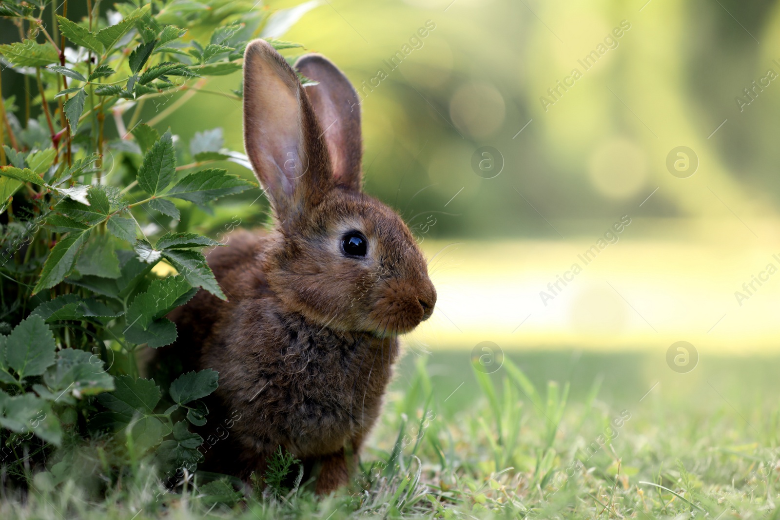 Photo of Cute fluffy rabbit on green grass outdoors. Space for text