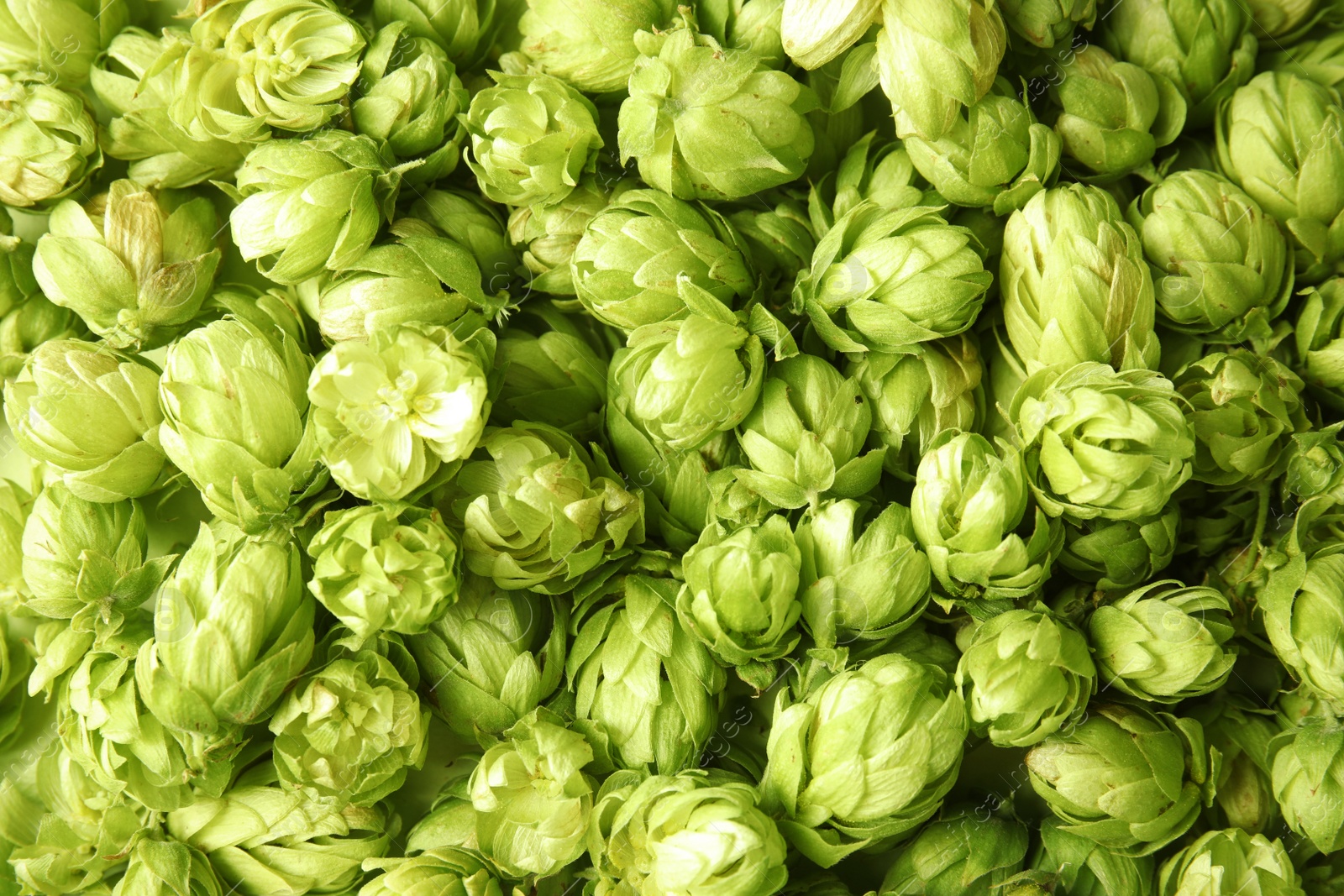 Photo of Fresh green hops as background. Beer production