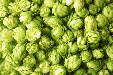 Fresh green hops as background. Beer production