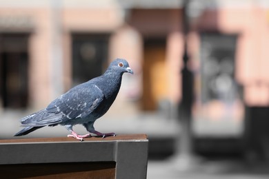 Photo of Beautiful grey dove on stand outdoors, space for text