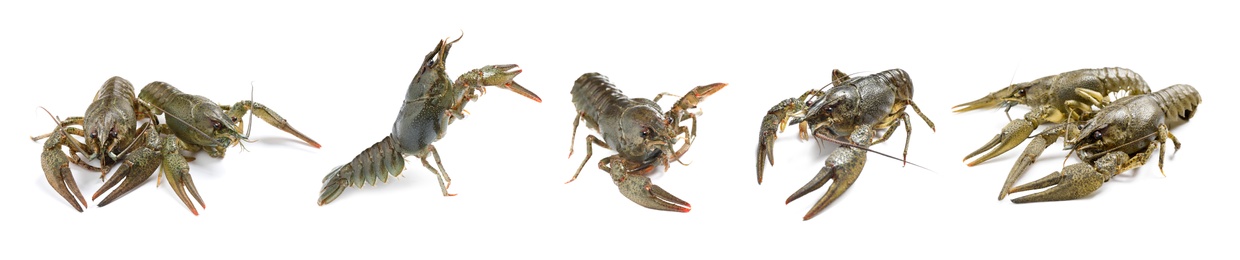 Image of Set of fresh crayfishes on white background. Banner design