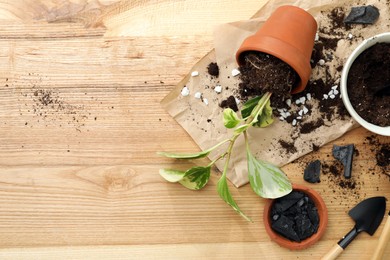 Houseplants and gardening tools on wooden table, flat lay