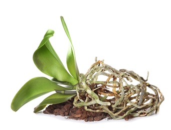 Photo of Orchid plant with soil on white background