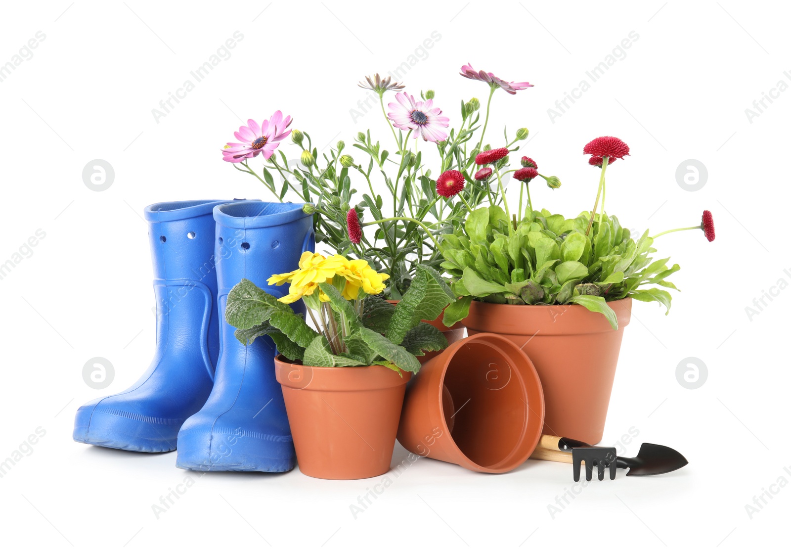 Photo of Potted blooming flowers and gardening equipment on white background