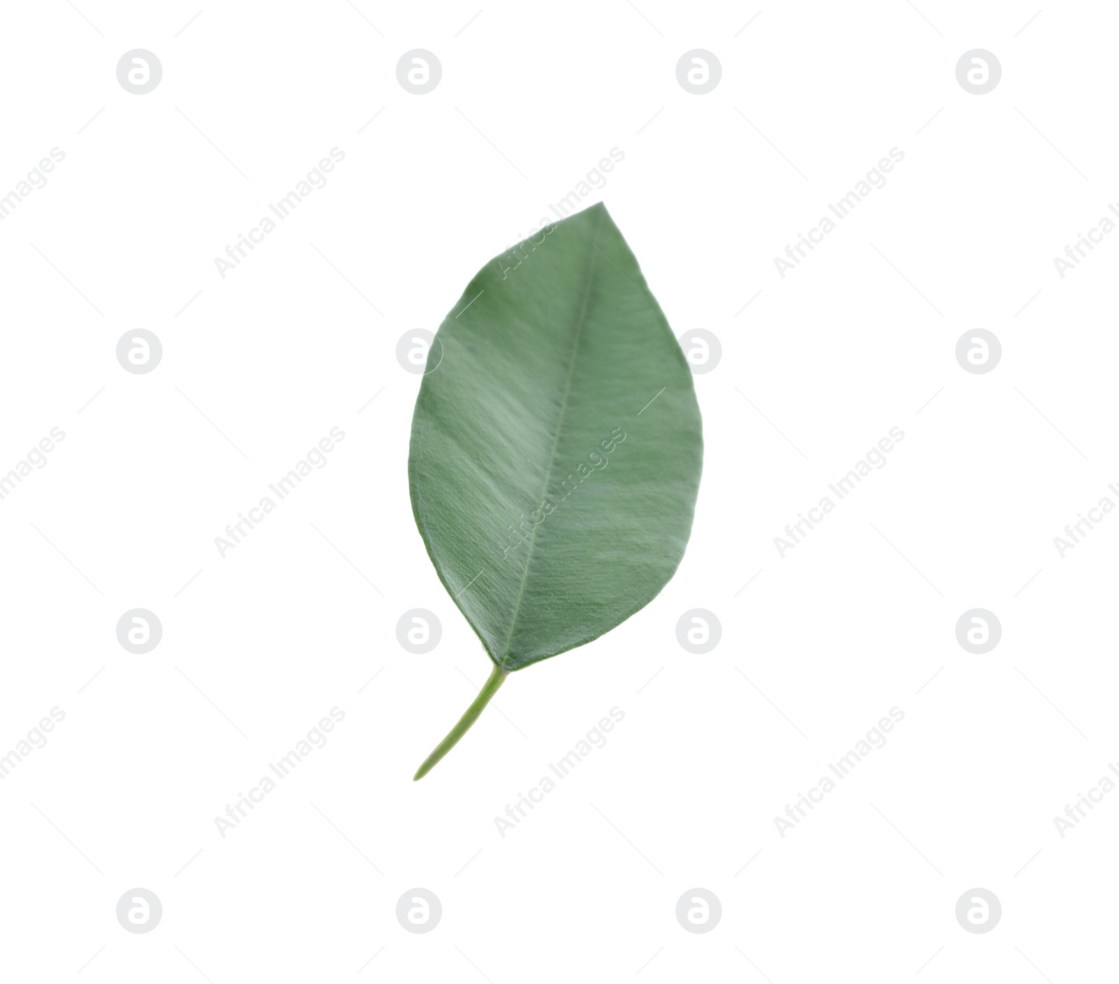 Photo of Fresh green orange leaf isolated on white