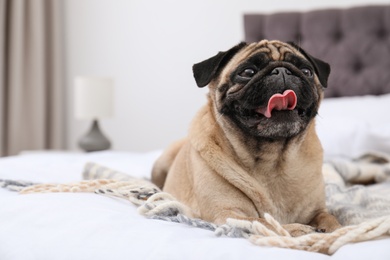 Photo of Happy cute pug dog on bed indoors