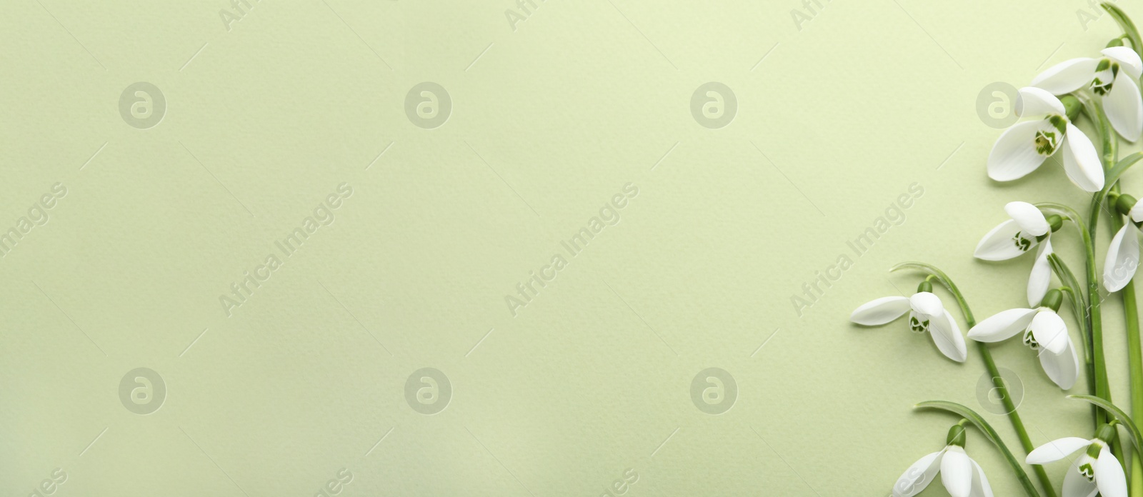 Photo of Beautiful snowdrops on light background, flat lay. Space for text