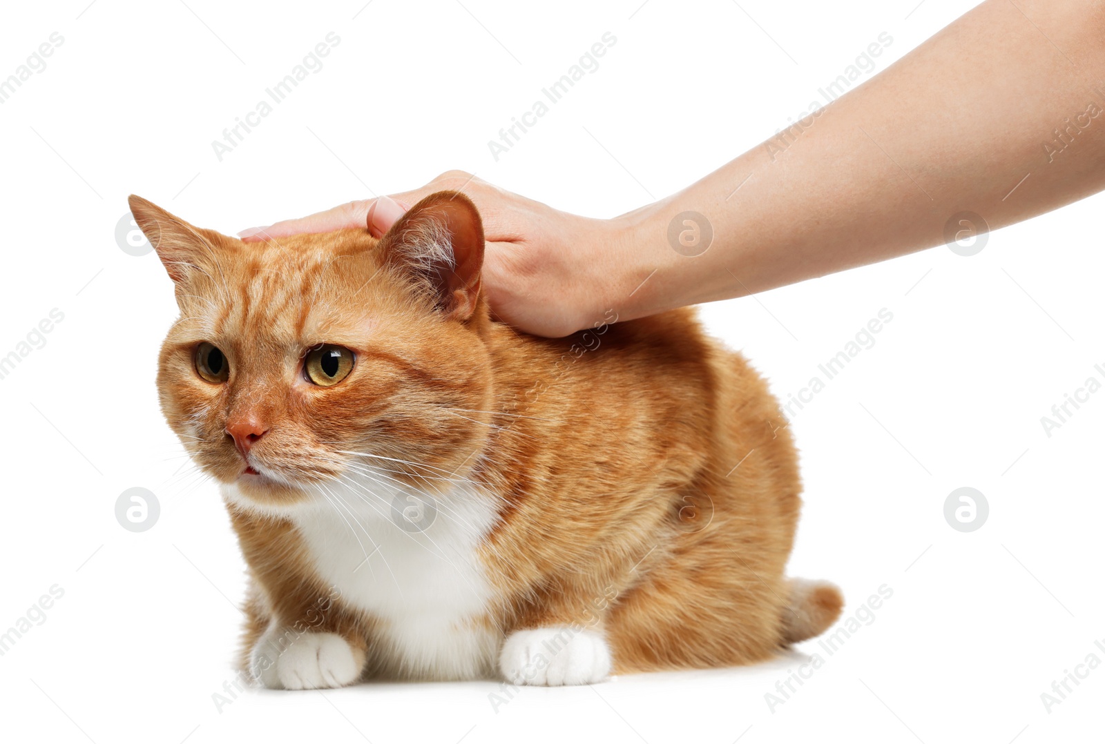 Photo of Woman petting cute ginger cat on white background, closeup. Adorable pet