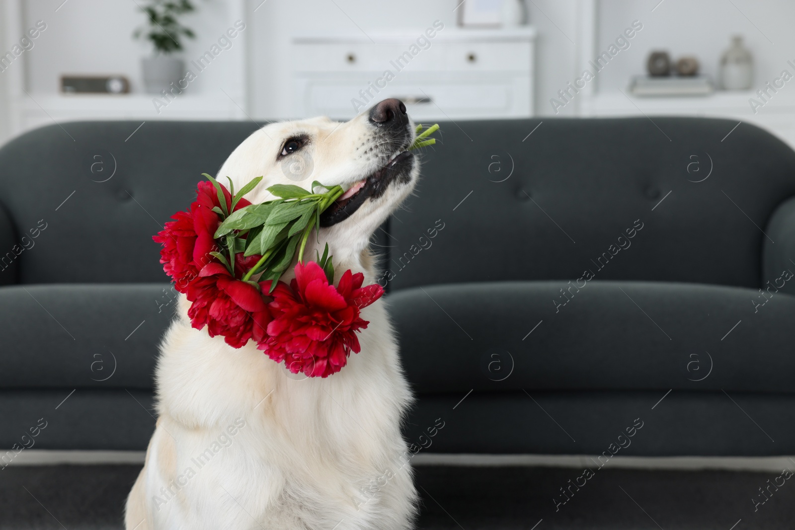Photo of Cute Labrador Retriever with beautiful peony flowers in room