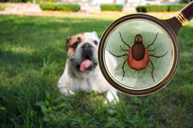 Cute dog outdoors and illustration of magnifying glass with tick, selective focus