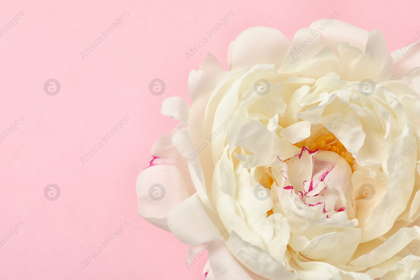 Photo of Beautiful fresh peony flower on color background, top view with space for text