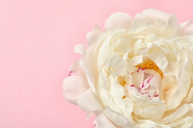 Photo of Beautiful fresh peony flower on color background, top view with space for text