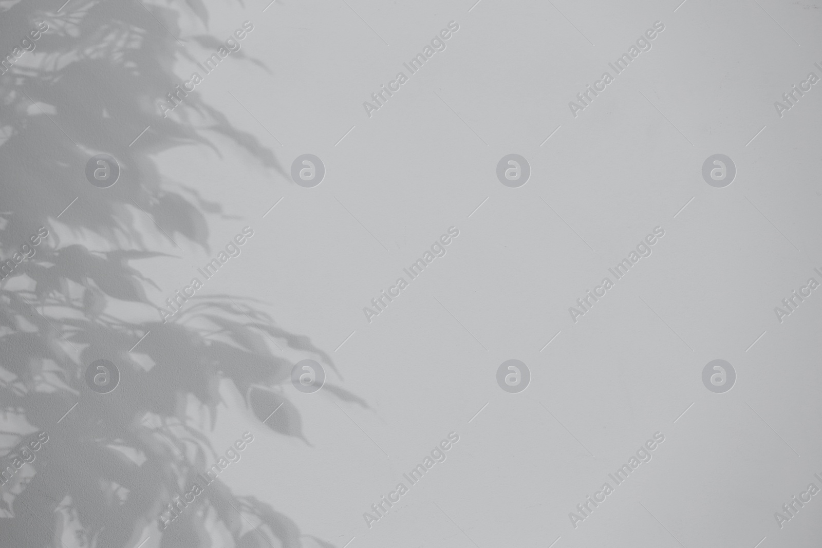 Photo of Shadow of plant falling on white wall, space for text