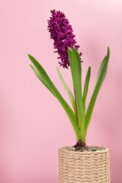 Photo of Beautiful spring hyacinth flower on color background