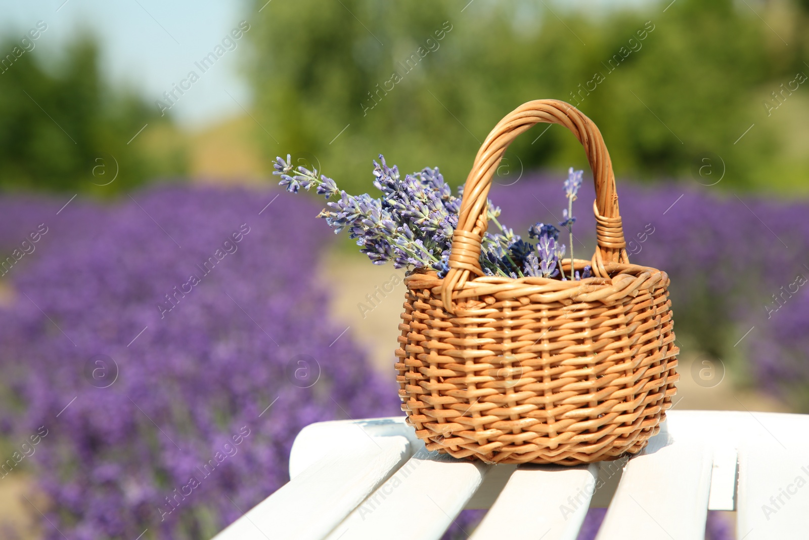 Photo of Wicker bag with beautiful lavender flowers on white wooden bench in field, space for text