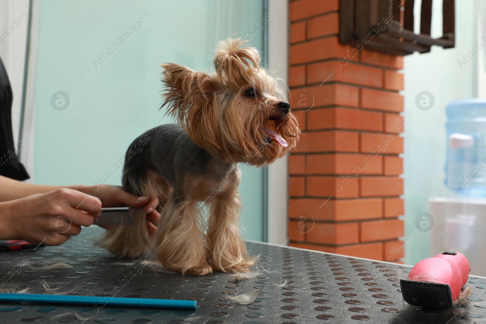 Photo of Professional groomer working with cute dog in pet beauty salon