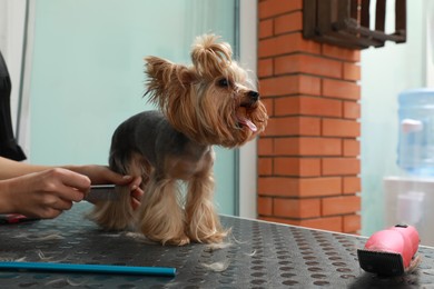 Photo of Professional groomer working with cute dog in pet beauty salon