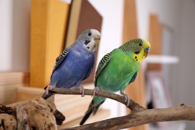 Photo of Beautiful bright parrots on branch indoors. Cute pets