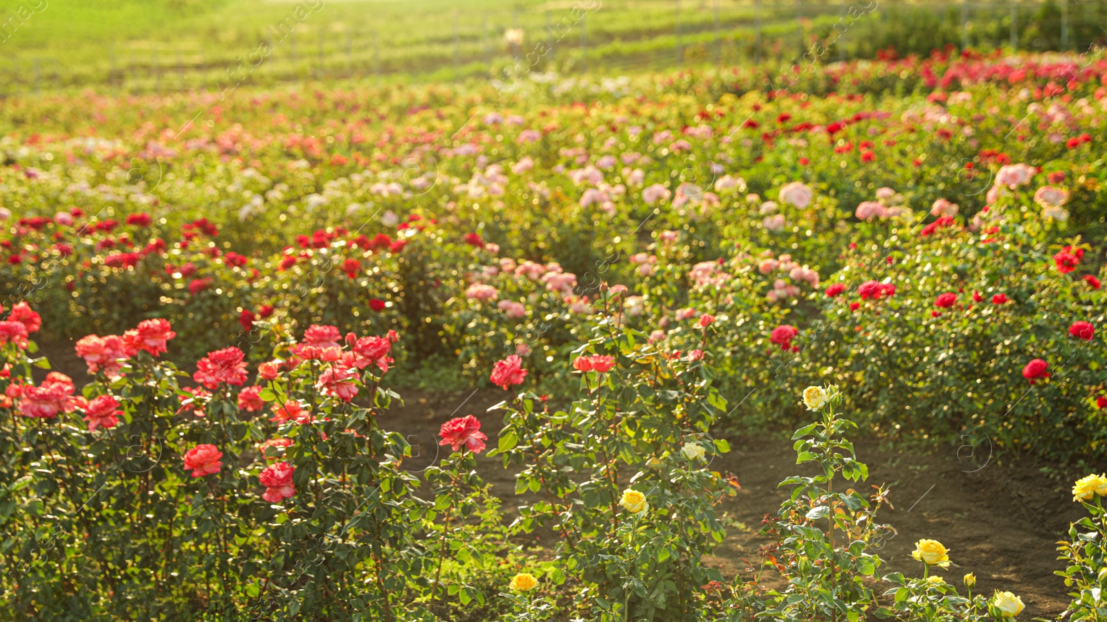 Photo of Bushes with beautiful roses outdoors on sunny day