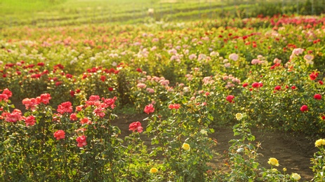 Photo of Bushes with beautiful roses outdoors on sunny day