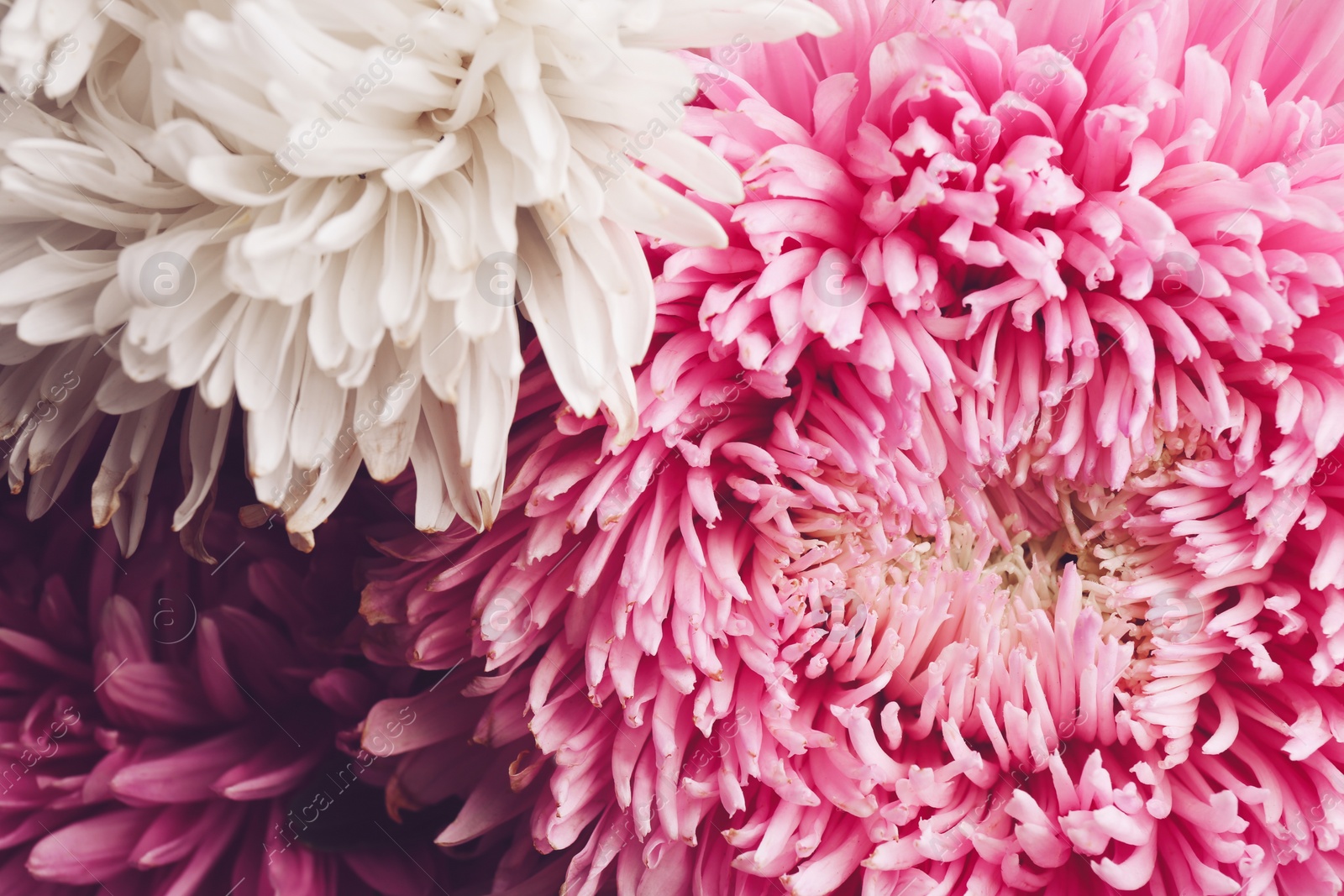 Photo of Beautiful fresh asters as background, closeup. Autumn flowers