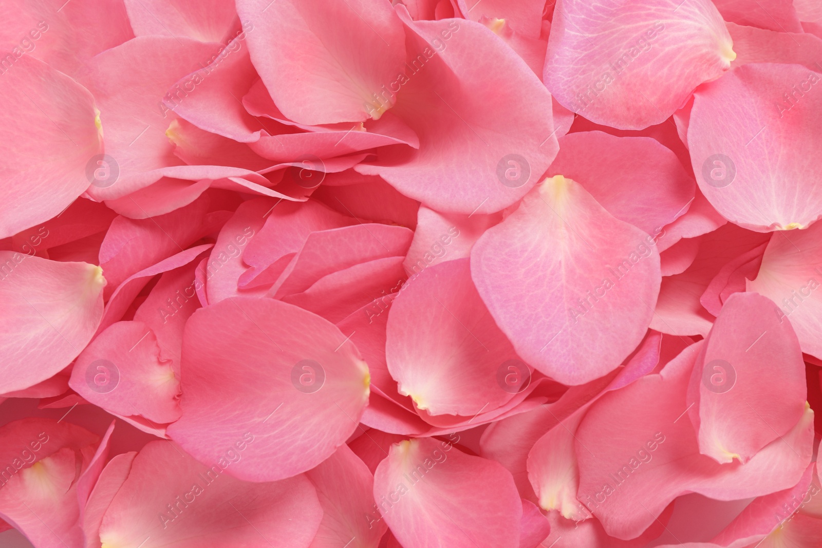 Photo of Fresh pink rose petals as background, closeup