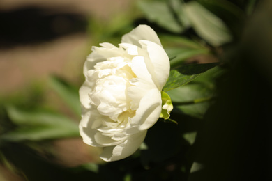 Photo of Closeup view of blooming white peony bush outdoors