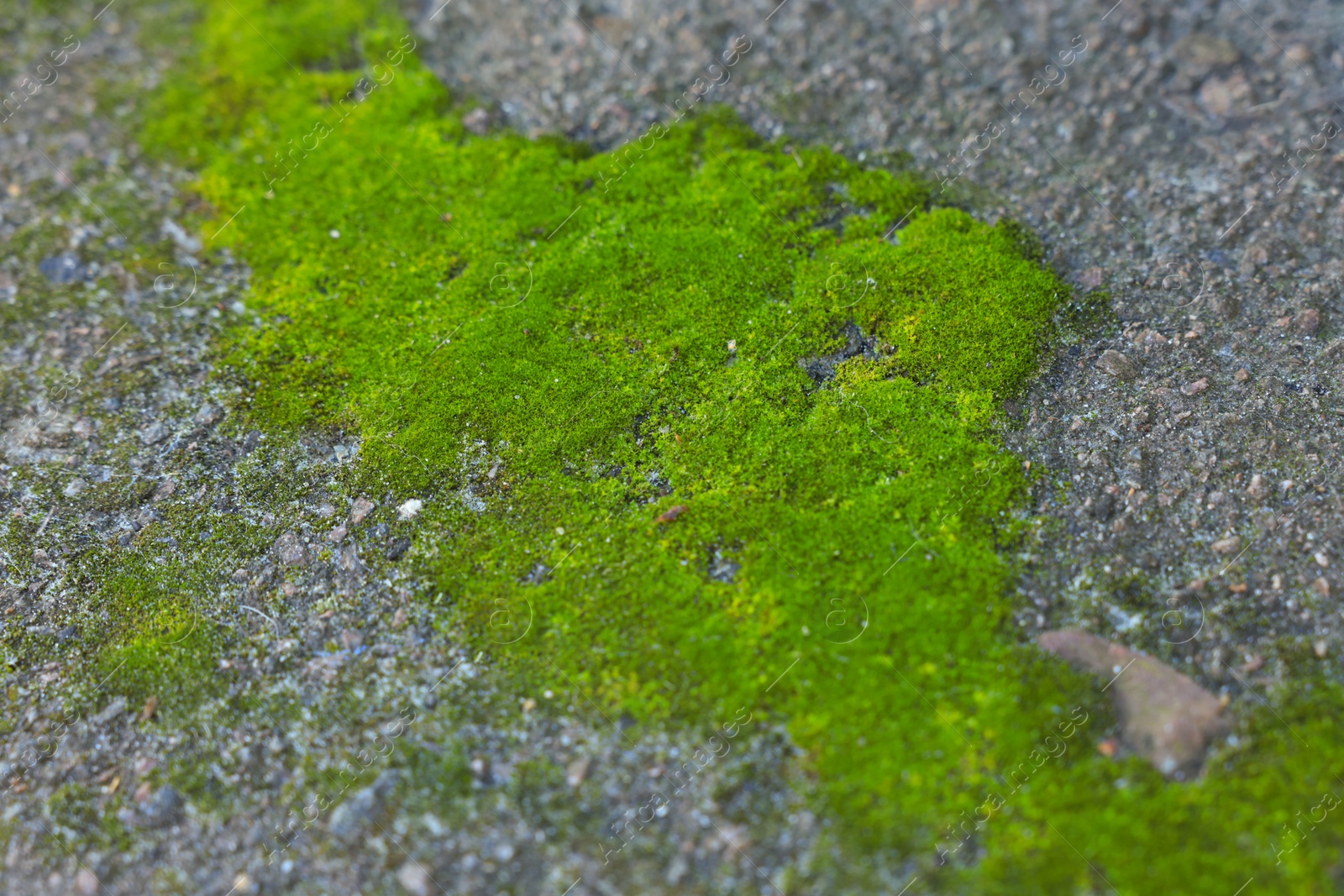 Photo of Textured surface with green moss as background, closeup