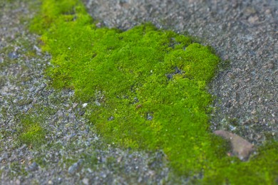 Textured surface with green moss as background, closeup