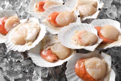 Photo of Fresh raw scallops with shells on ice cubes, closeup